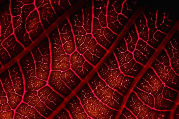 Ginseng y presión arterial: ¿es seguro si tienes hipertensión leve?